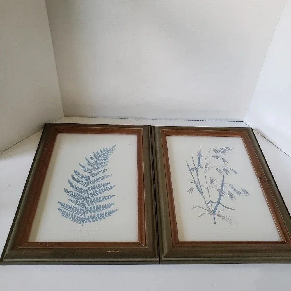 Framed Prints Of Wild Oats & Botanical Fern In Green Frames Avena Fatua LIX.